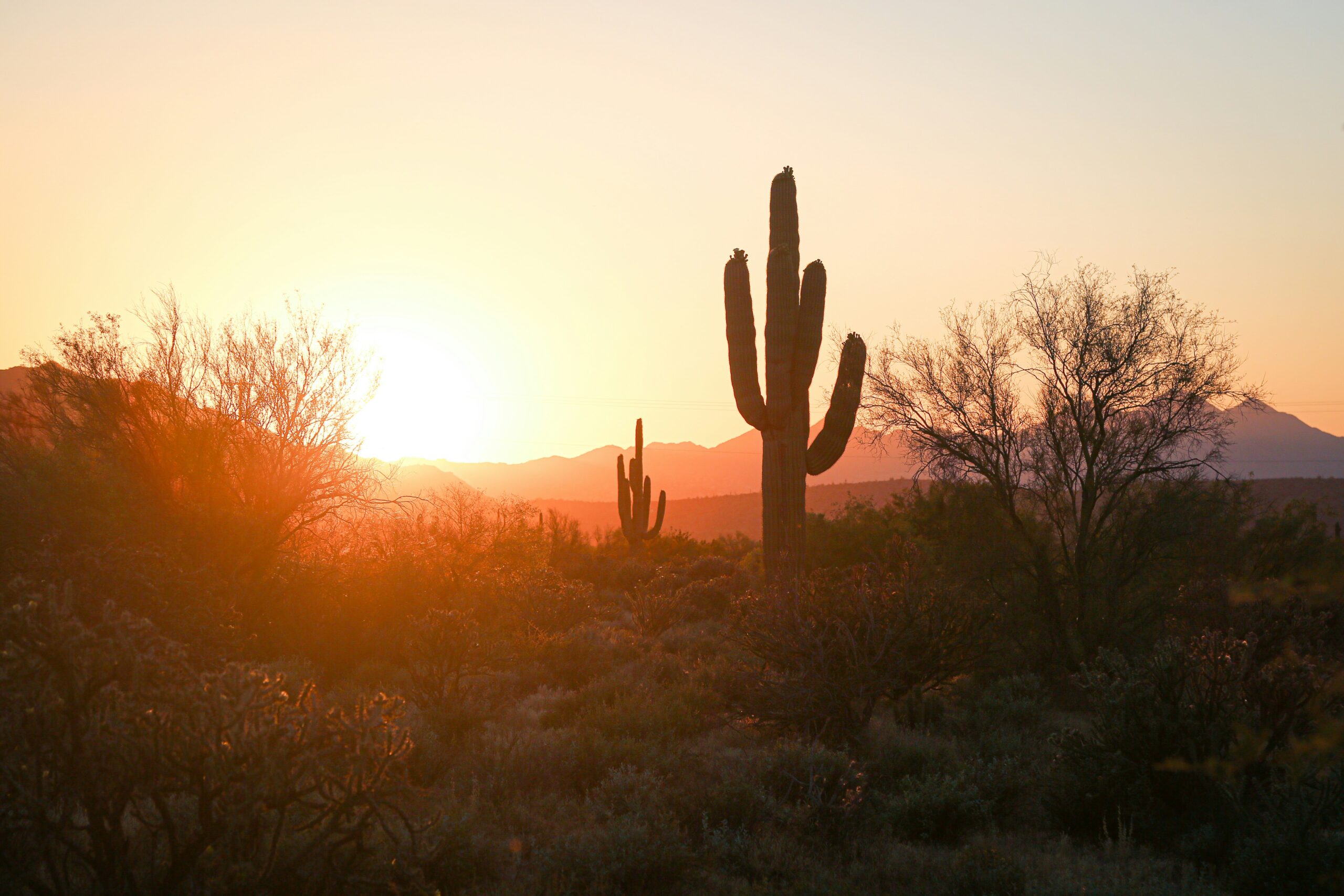 Desert sunset